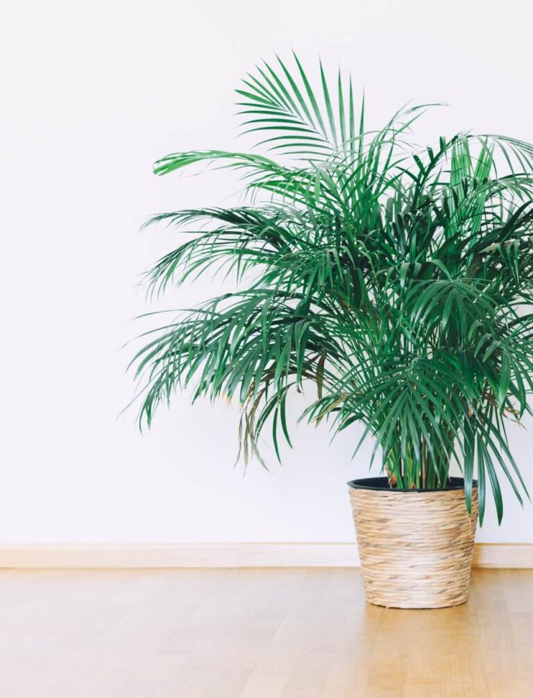 Palma areka w salonie – wymagania i pielęgnacja. Poradnik