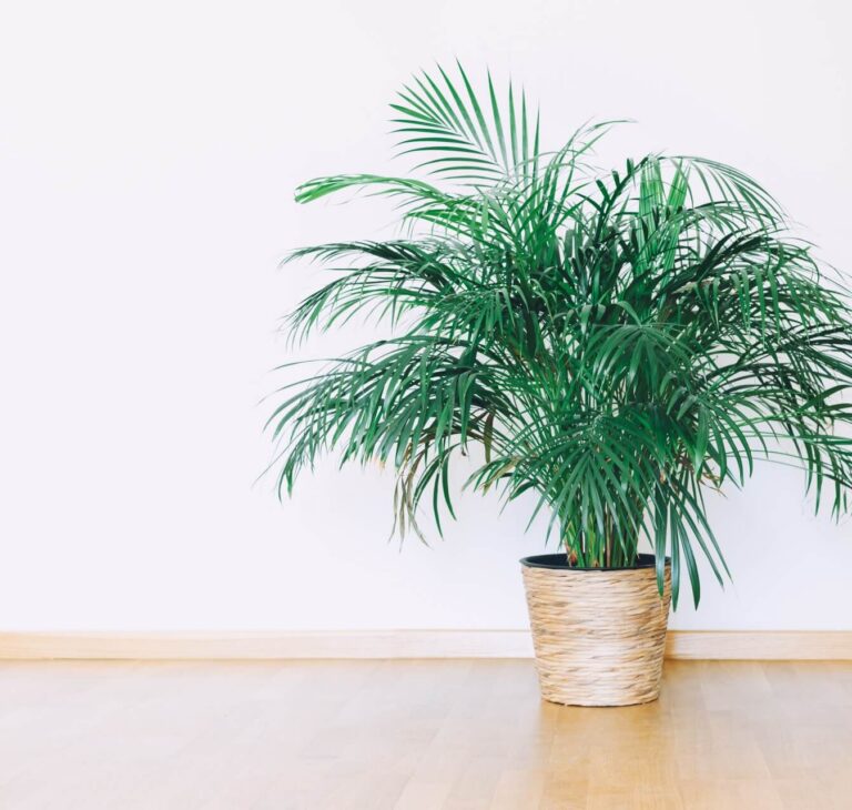 Palma areka w salonie – wymagania i pielęgnacja. Poradnik