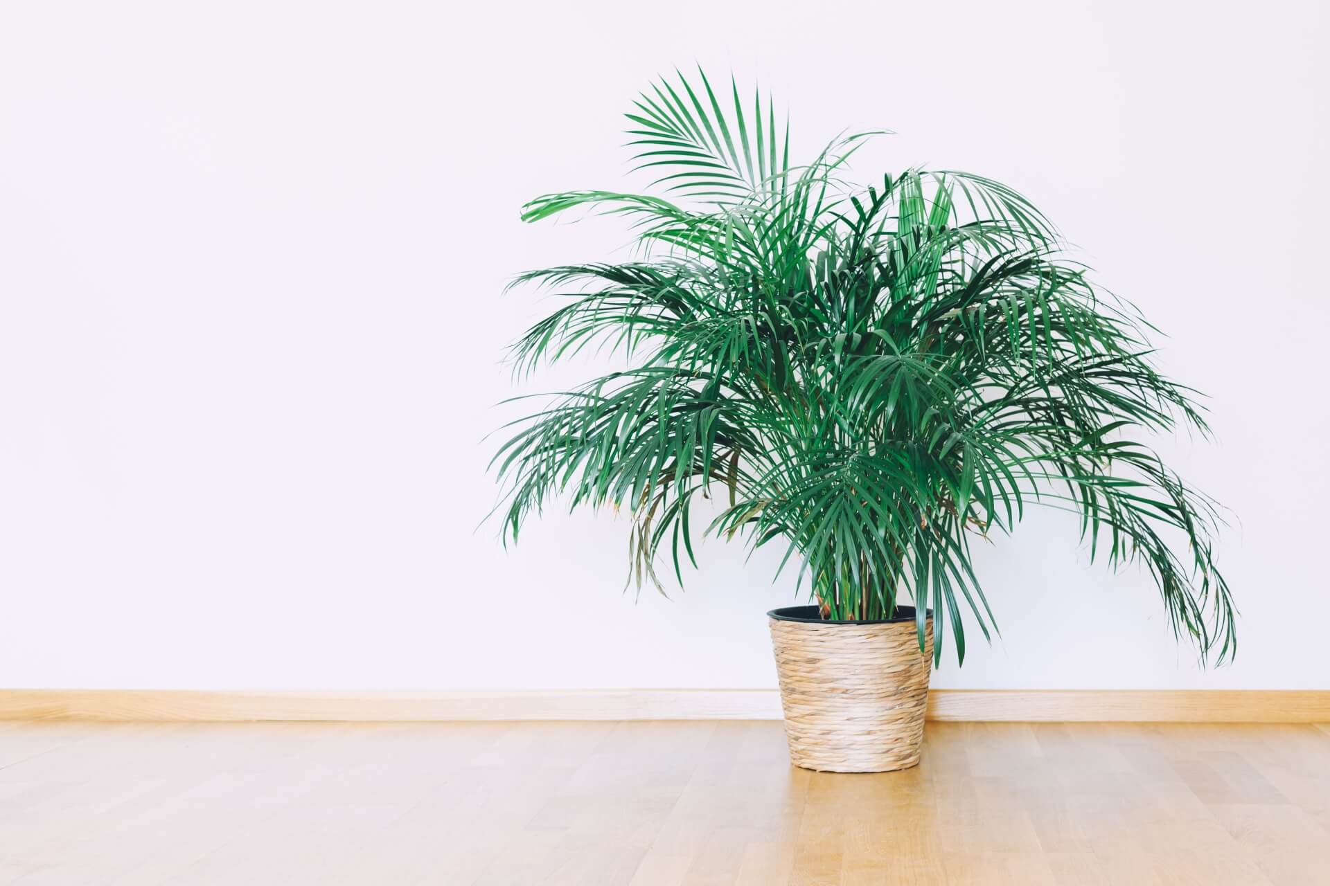 Palma areka w salonie – wymagania i pielęgnacja. Poradnik