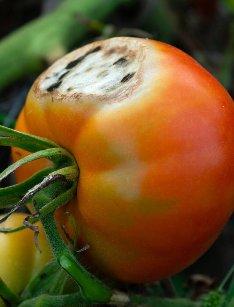 Czarne plamy na pomidorach – przyczyny