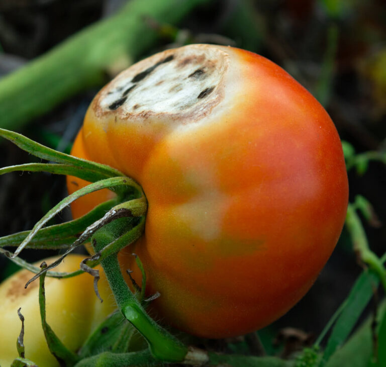 Czarne plamy na pomidorach – przyczyny