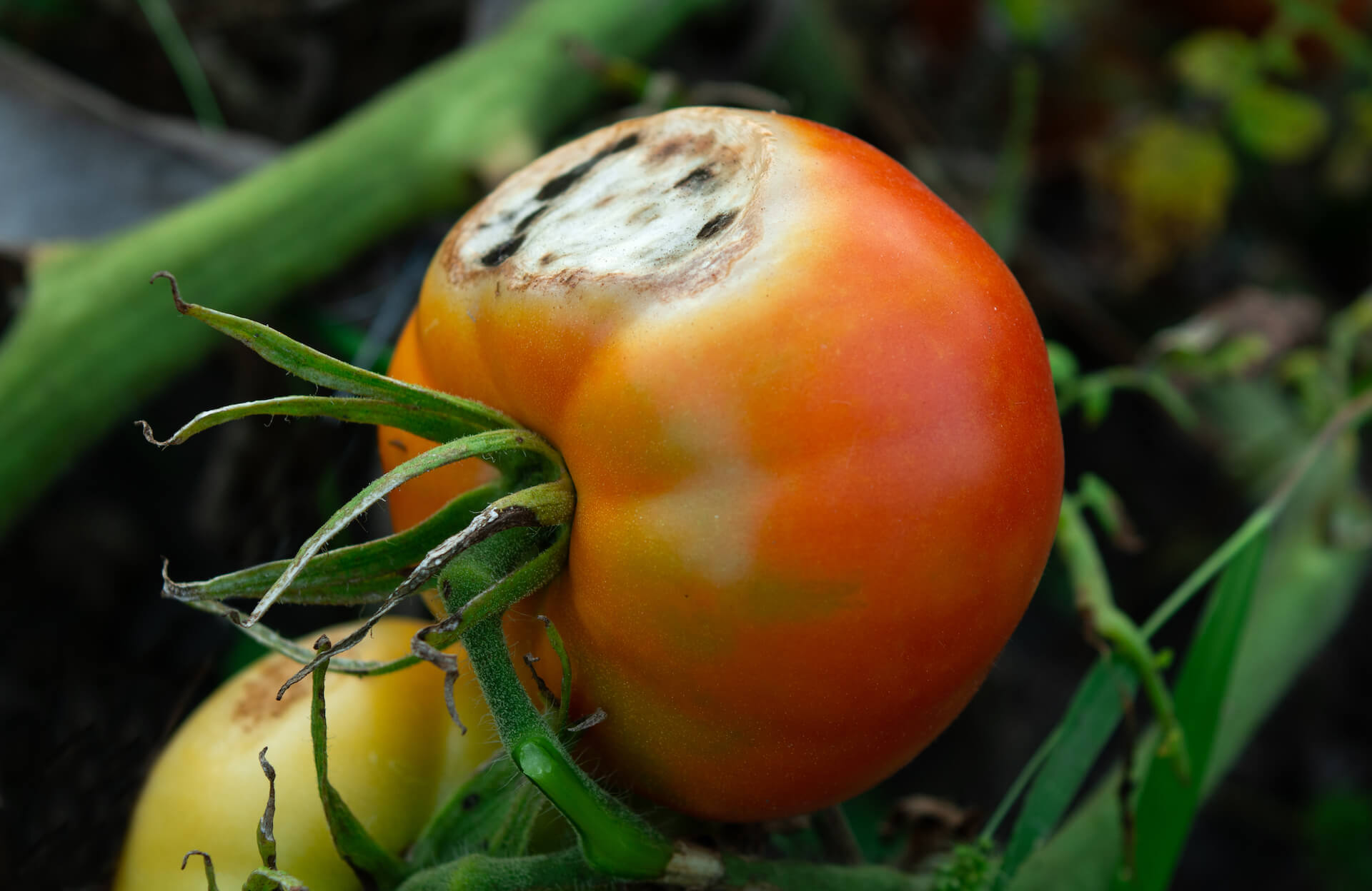 Czarne plamy na pomidorach – co to za choroba?