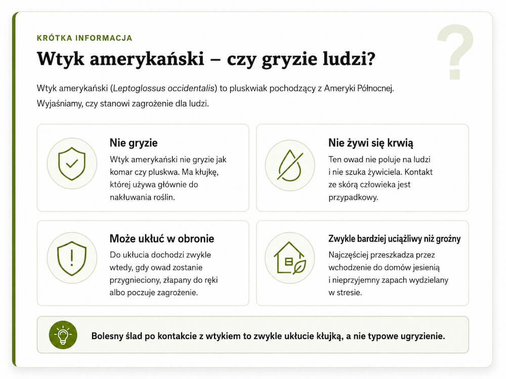 Wtyk amerykański - ugryzienie. Czy jest możliwe? Czy wtyk amerykański gryzie ludzi?