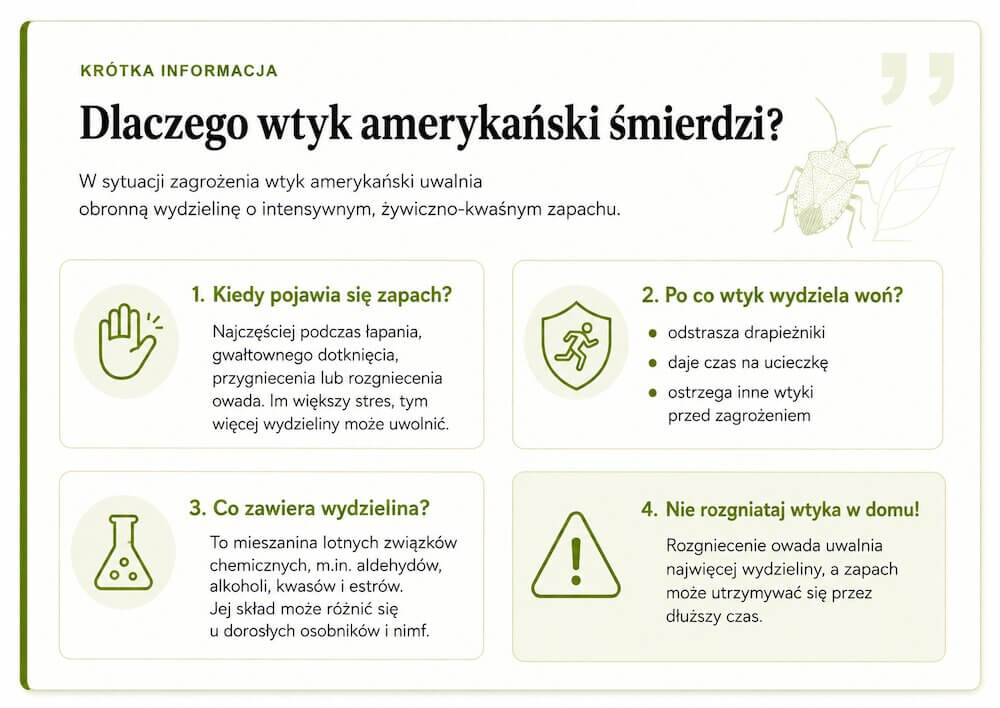 Dlaczego wtyk amerykański brzydko pachnie? Wtyk amerykański – zapach. Dlaczego owad go wytwarza?